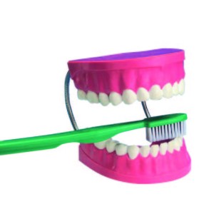 2x Giant Dental Care Model with Toothbrush